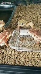 4 Grenouilles 1 Asticot