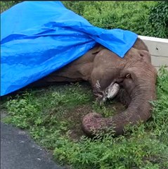 ‘Bulldozer’ the elephant from Kerala’s Attapadi succumbs to injuries