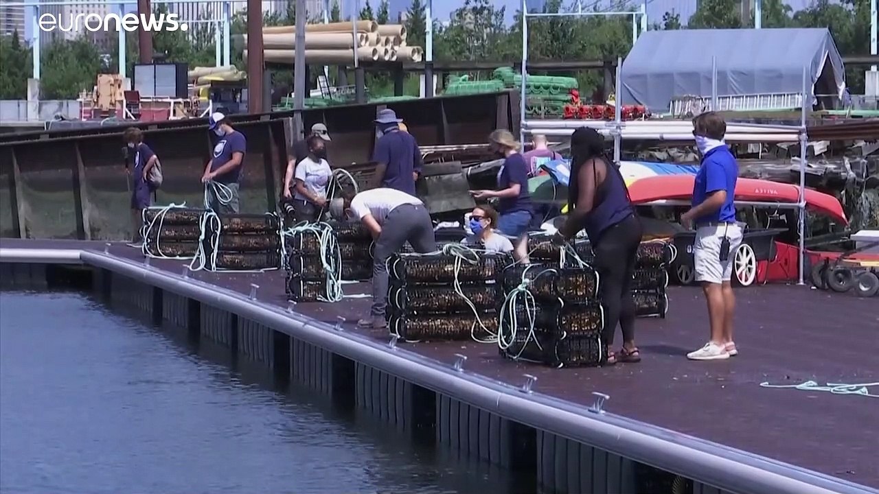 Eine Milliarde Austern für New York