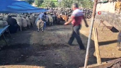 Yakalanan dolandırıcılardan alınan 200 küçükbaş hayvan sahibine teslim edildi