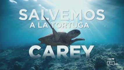 Tortuga que fue apuñalada en San Andrés, ya se recuperó y fue liberada