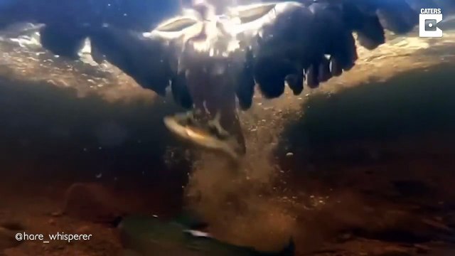 Cet oiseau pêcheur attrape un poisson à une vitesse folle