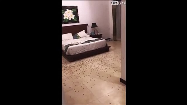 Ne jamais laisser les fenêtres ouvertes la nuit à Bali... Invasion d'insecte