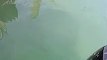 Ce qui surgit de l'eau est impressionnant : requin bulldog énorme