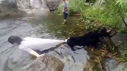 Un chien un peu trop protecteur avec son maitre : baignade interdite