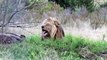 Un photographe animalier va voir un lion de très très près... un peu trop