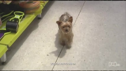 Veterinaria online: la app que le permite cuidar de su mascota sin salir de casa