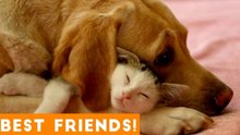 Cutest Animal Friendships Compilation 2018_ Funny Pet Videos