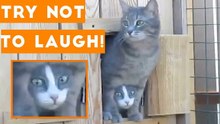 Try Not To Laugh Funniest Animal Compilation 2018 _ Funny Pet Videos