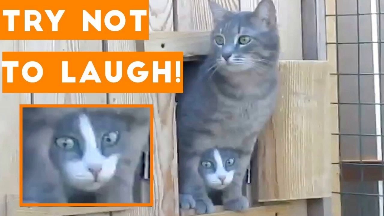 Try Not To Laugh Funniest Animal Compilation 2018 _ Funny Pet Videos