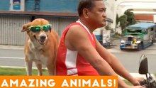 Animals are Awesome Compilation 2018