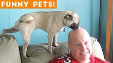 Funniest Pets & Animals of the Week Compilation May 2018 _ Hilarious Try Not to Laugh Animals Fail