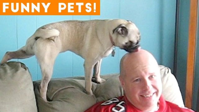 Funniest Pets & Animals of the Week Compilation May 2018 _ Hilarious Try Not to Laugh Animals Fail