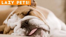 Laziest Pets _ Cute Sleepy Animals Compilation of 2018 _ Funny Pet Videos