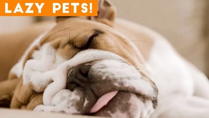 Laziest Pets _ Cute Sleepy Animals Compilation of 2018 _ Funny Pet Videos