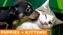 Ultimate Puppy and Kitten Cute Animal Compilation May 2018 _ Funny Pet Videos