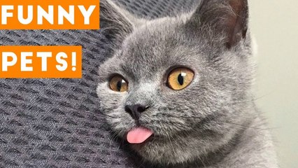 Funniest Pets & Animals of the Week Compilation May 2018 _ Hilarious Try Not to Laugh Animals Fail