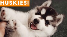 The Funniest and Cutest Husky Compilation of 2018 _ Funny Pet Videos