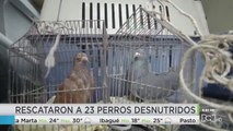 #NoEstánSolos: salvan a 23 animales confinados y deshidratados en una casa