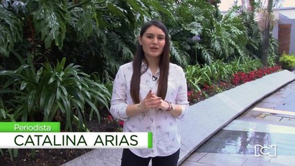 ¿Decapitan abejas y matan humanos? La verdad del 'avispón asesino'
