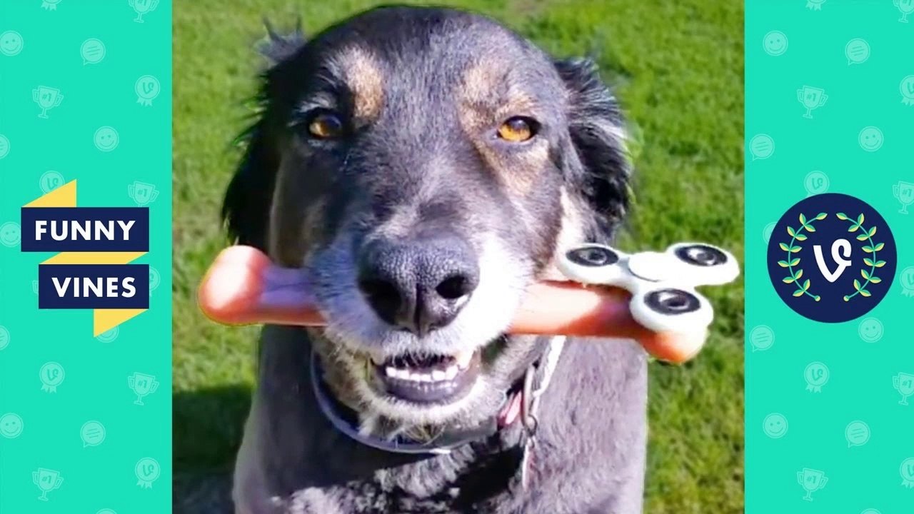 TRY NOT TO LAUGH or GRIN - Funny Animals Vines Compilation 2017 _ Funny Vines Videos