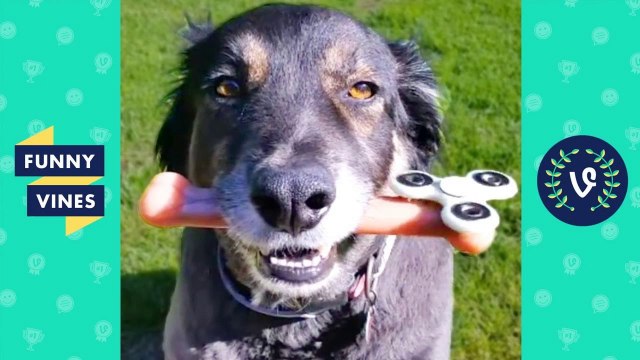 TRY NOT TO LAUGH or GRIN - Funny Animals Vines Compilation 2017 _ Funny Vines Videos