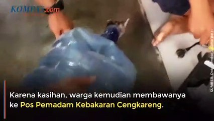 Rescate de un gatito dentro de un botellon