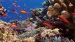01 Underwater footage | Life underwater | Underwater World | Rare & Colorful Sea Life