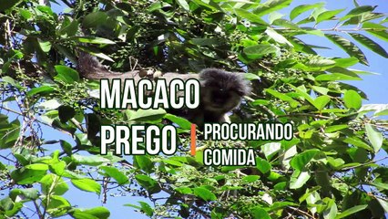  Macaco prego procurando comida