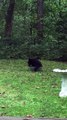 A Black Bear Relaxes in a Tub of Water