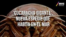 ’Cucaracha gigante’, nueva especie que habita en el mar