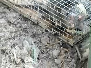 rat piégé