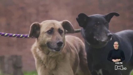 Gato y Samantha, inseparables amigos que esperan ser adoptados