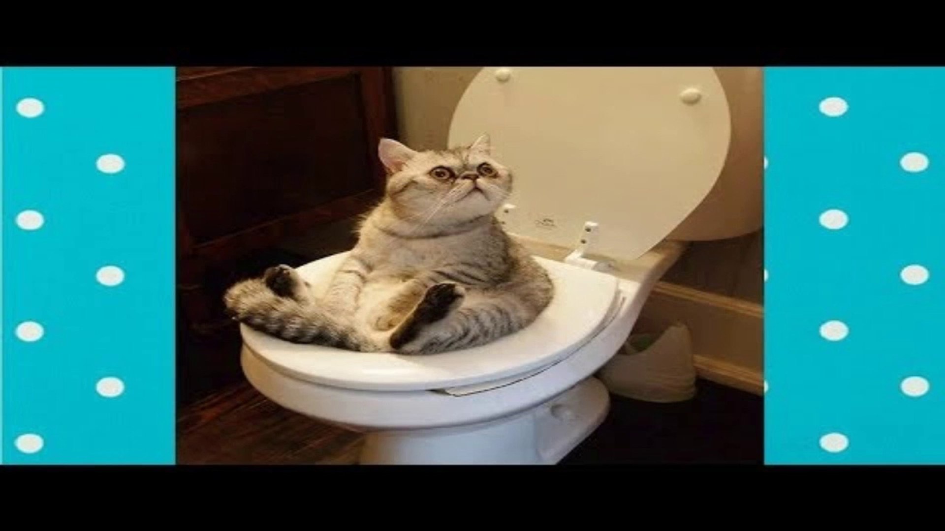 ⁣Hilarious Cat Viral Videos Funny Babies And Pets
