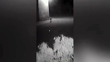 Morador registra suposta onça que pode ter atacado um cavalo no XIV de Novembro