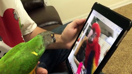 Kili Senegal Parrot Plays Duck Duck Truman!