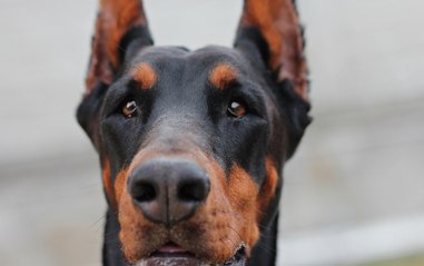 Lo que debe saber sobre las razas de perros potencialmente peligrosas