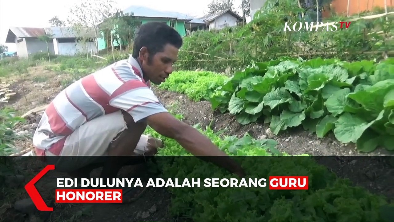 Alih Profesi Jadi Petani, Guru Honorer Raup Untung Rp 12 Juta Setiap Bulan