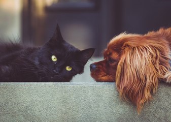 Cuidado con su mascota, cambios de temperaturas pueden afectar su salud