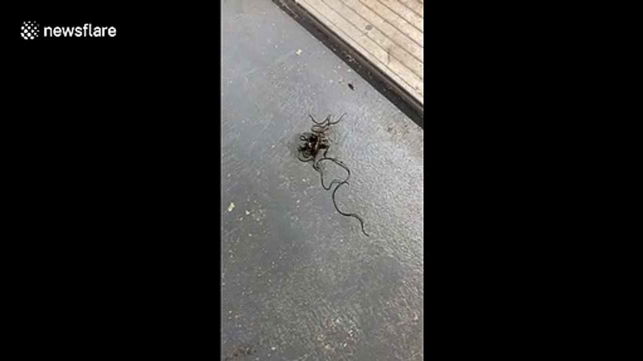 US father and son horrified as parasitic worm wriggles out of cricket's