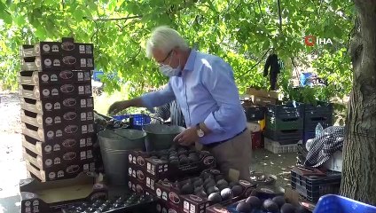 Bursa siyah incirine üniversite koruması