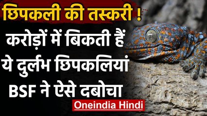 BSF ने दुर्लभ प्रजाति की 14 छिपकलियां की जब्त, कीमत 7 करोड़ रुपये । वनइंडिया हिन्दी