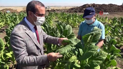 MŞÜ’de ilk defa Virginia tütünü ekimi yapıldı