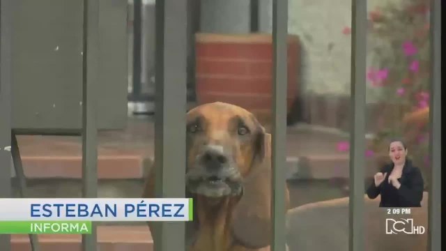 Consejos para el cuidado de sus mascotas durante la pandemia