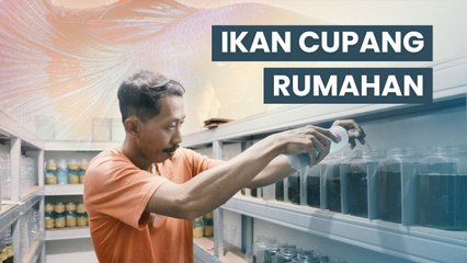 Budidaya Ikan Cupang, Langkah Adi Berbuah Manis
