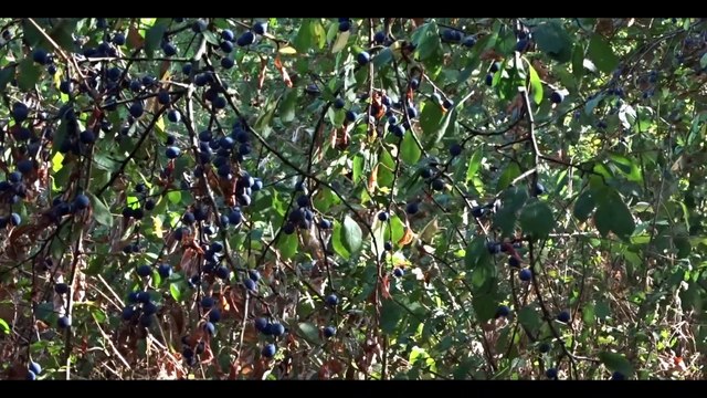 Histoires de plantes Le monde aérien des plantes - épisode 8