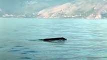 Spettacolare passaggio di una balena al largo di Maratea