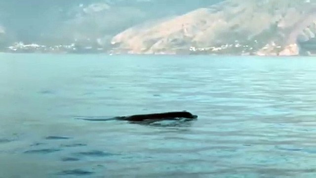 Spettacolare passaggio di una balena al largo di Maratea
