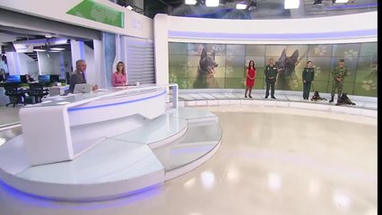 Así puede adoptar un perro que trabajó en el ejército