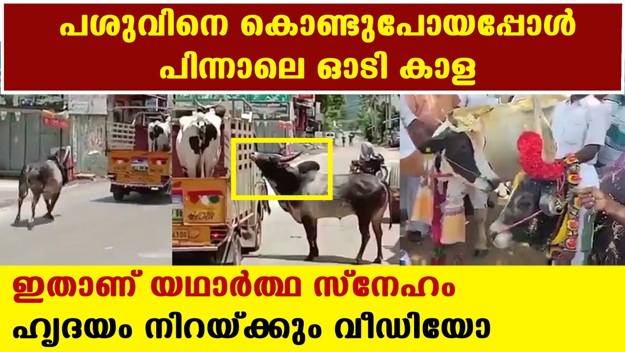 cow and ox's friendship goes viral | Oneindia Malayalam